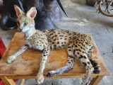 SERVAL CAT LIFE SIZE MOUNT
