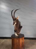 SABLE TAXIDERMY MOUNT