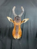 Red Hartebeest