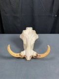 Warthog Skull