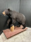 Black Bear - DO NOT BID IF YOU ARE FROM CA FL NE ND OK SD VA WV