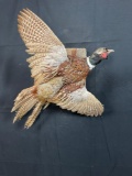 Pheasant Mount