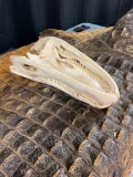 Crocodile Skull - OHIO RESIDENTS ONLY!