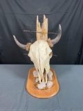 Buffalo Skull Mount
