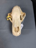 Grizzly Skull