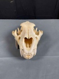 Black Bear Skull DO NOT BID IF YOU ARE FROM CA FL NE ND OK SD VA WV