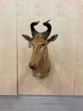 Hartebeest