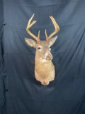 Whitetail Mount