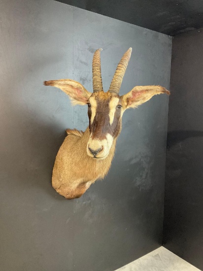 Roan Antelope Shoulder Mount