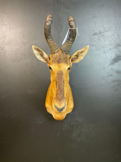 Hartebeest Shoulder Mount