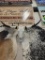 COW SKULL W BARNROPE AND LEATHER 43IN