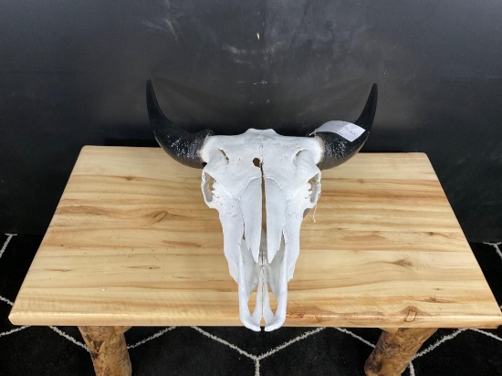 Bison Horns on Skull