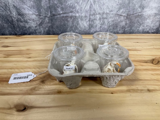 4 Muskrat Skulls Good Condition