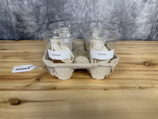 4 Raccoon Skulls Good Condition
