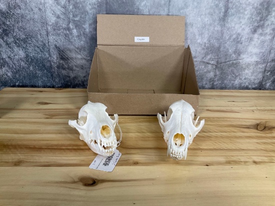 2 Coyote Skulls