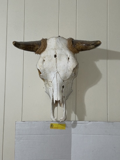 Short Horn Skull