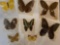 Lot of butterflies