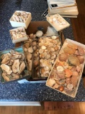 Box lot of seashells