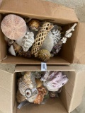 Lot of 2 boxes of shells, coral, shell figurines, etc.