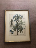 Abraham Bosse (French, Tours 1602/04?1676 Paris) Helleborus Colored Etching