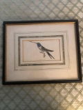 Naturalist Library c.1830 Humming bird Plate 24