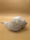 Large White Conch Shell