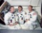 Nasa, Prime Crew Of First Manned Apollo Mission