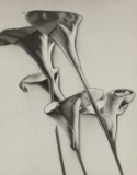Man Ray, Arums Lilies, 1930 - First Edition