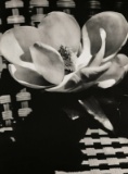 Man Ray, Magnolia Flower, 1926 - First Edition