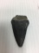 Sharks Tooth