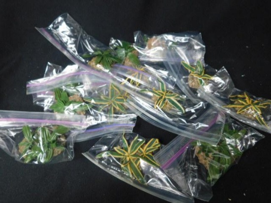 Flower Accessories