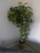 Eucalyptus Tree