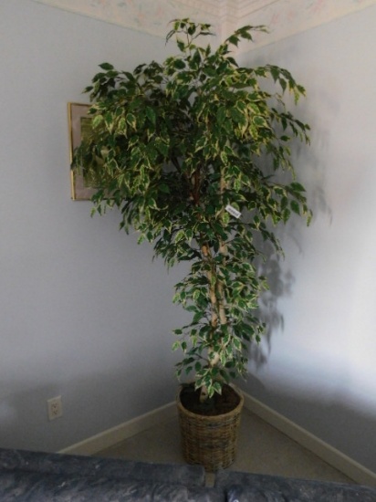 Eucalyptus Tree