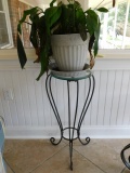 Wrought Iron Plant Stand w/Plant