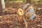 Cement Mixer