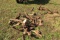 Miscellanious Cultivator Parts