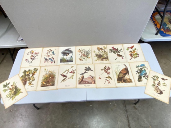 Colorful Bird Identification Prints