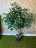 Ficus Tree in Pottery Planter
