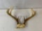 Unmounted Antlers
