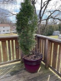 Potted Evergreen