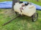 Huskee Tank with FloJet Pump on Trailer