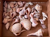 Grouping of Seashells