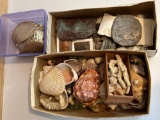 Seashells, Rocks, Fossils