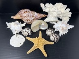 Seashell Collection Including Sand Dollar, Starfish