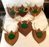 6 Shield Plaques with Whitetail Antlers