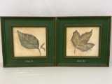 Framed Leaf Prints- Birch & Maple
