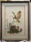 Framed Colored Print of Yellow-Shafted Flicker