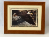 Framed Photographic Print of Bald Eagle in Flight
