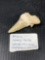 Shark Tooth Fossil