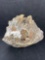 Fossilized Coral, Chalcedony Mineral Sample